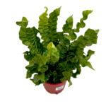 Asplenium Crispy Wave