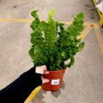 Asplenium Crispy Wave