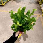 Asplenium Crispy Wave