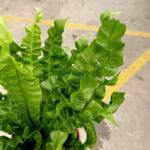 Asplenium Crispy Wave