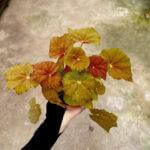 Begonia Amber Love