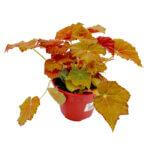 Begonia Amber Love