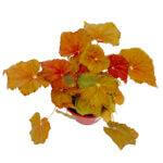 Begonia Amber Love