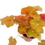 Begonia Amber Love