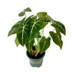 Alocasia Frydek
