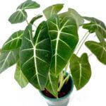 Alocasia Frydek