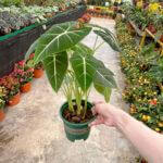 Alocasia Frydek