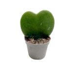 Hoya Kerrii