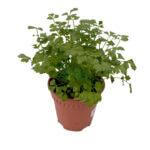 Italian Parsley