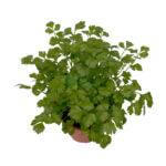 Italian Parsley