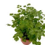 Italian Parsley