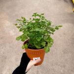 Italian Parsley