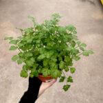 Italian Parsley