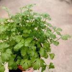 Italian Parsley