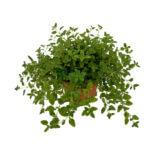 Oregano Plant