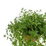 Oregano Plant