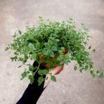 Oregano Plant