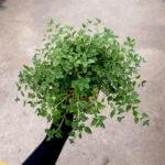 Oregano Plant