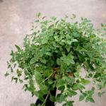 Oregano Plant