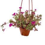 Portulaca Japanese Rose