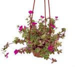 Portulaca Japanese Rose