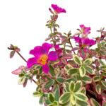 Portulaca Japanese Rose