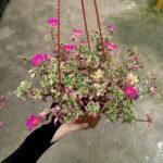 Portulaca Japanese Rose