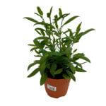 Sage Plant