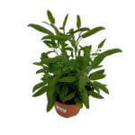 Sage Plant