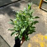 Sage Plant