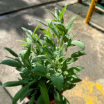 Sage Plant