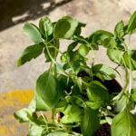 Sweet Basil