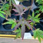 japanese maple