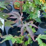 japanese maple