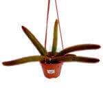 Aporocactus Flagelliformis