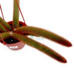 Aporocactus Flagelliformis