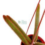 Aporocactus Flagelliformis