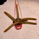 Aporocactus Flagelliformis