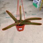 Aporocactus Flagelliformis