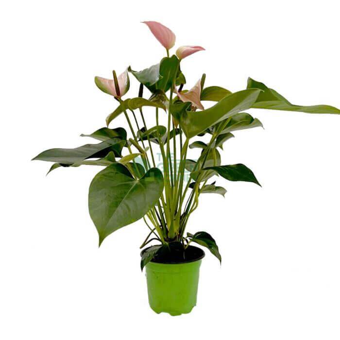 AnthuriumPink AnthuriumPink