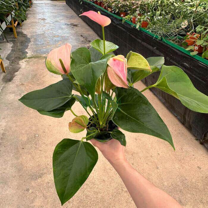 Anthurium (Rainbow) - Image 5