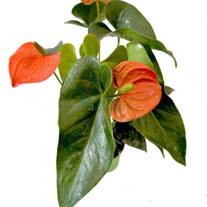 Anthurium