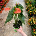 Anthurium
