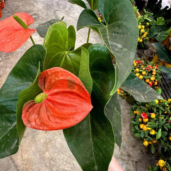 Anthurium