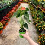 Anthurium