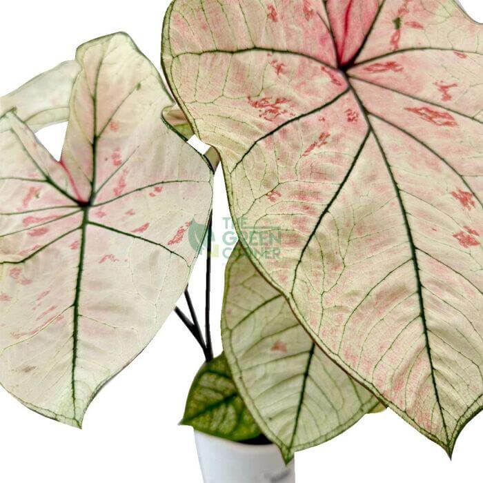 Caladium Mix