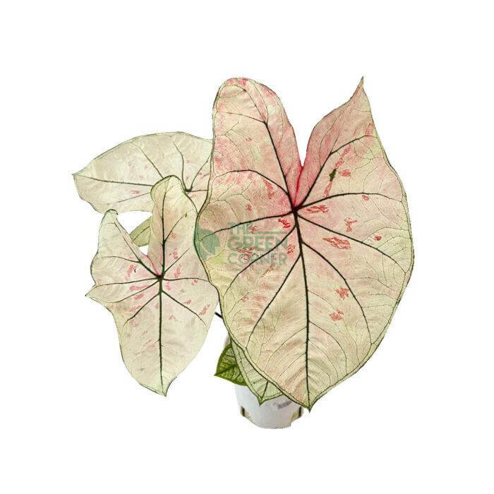 Caladium Mix