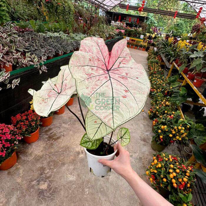 Caladium Mix