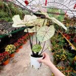 Caladium Mix