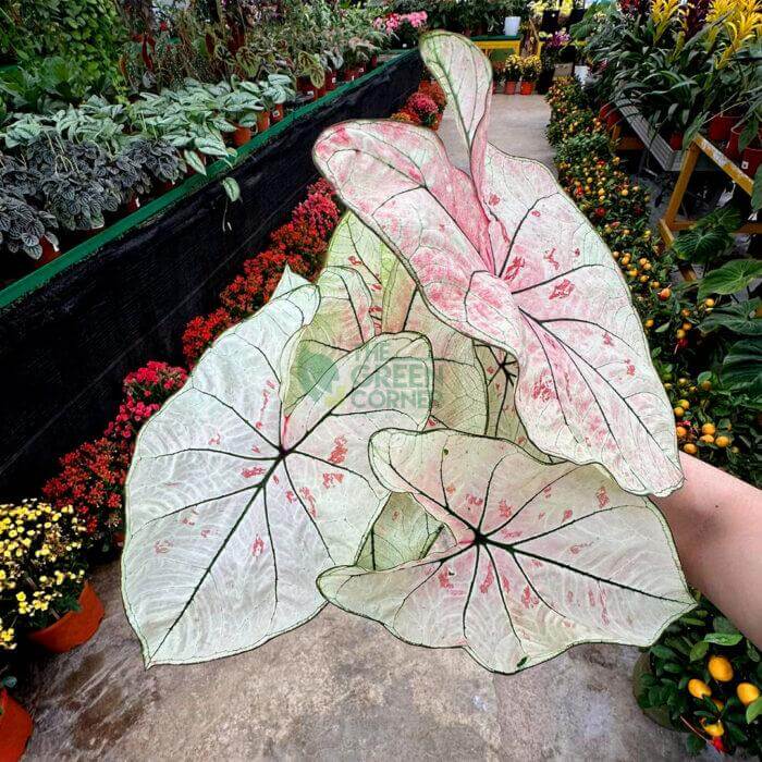 Caladium Mix